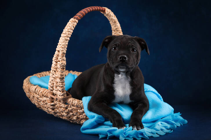 Cachorro de Staffordshire Bull Terrier