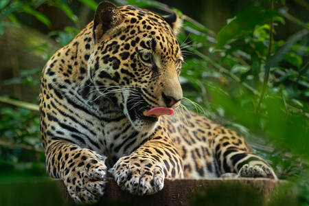 Jaguar relaxando