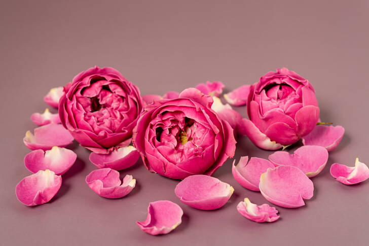 Three pink peonies