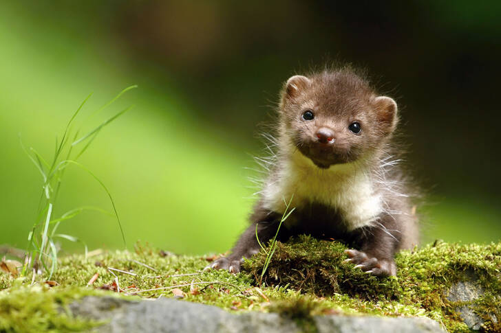 Baby marten