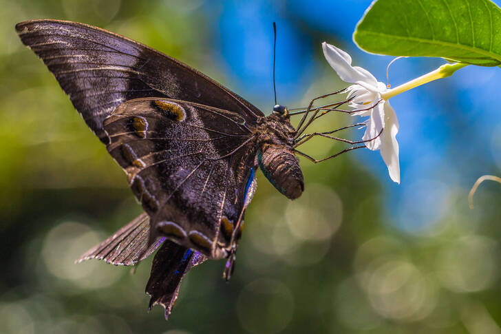 Mariposa en una flor blanca