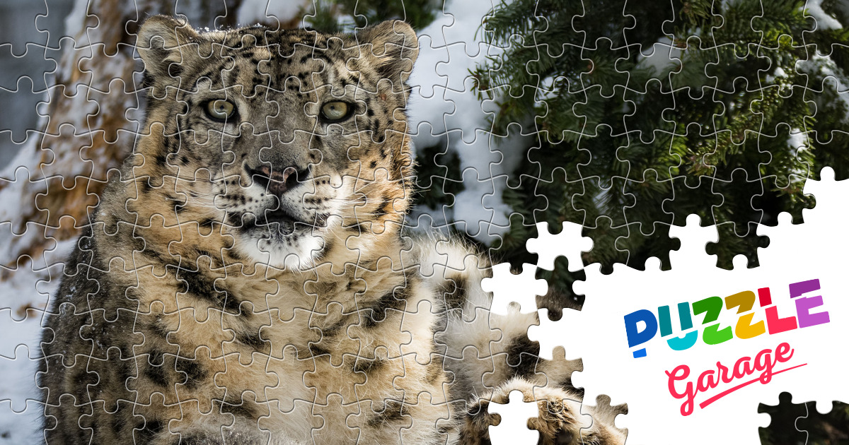 Snow leopard on the snow Jigsaw Puzzle (Plants, Vegetables) | Puzzle Garage