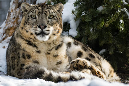 Leopardo delle nevi sulla neve