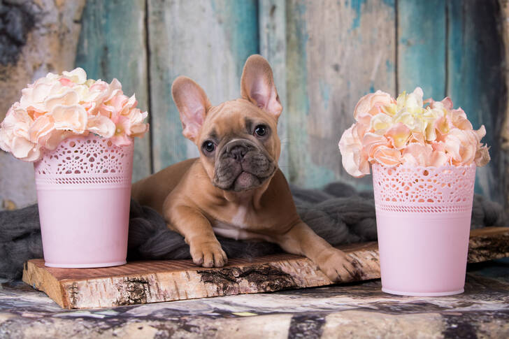 Puppy and flowers