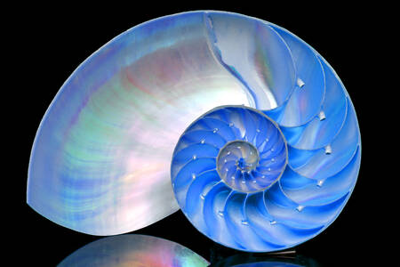 Nautilus shell