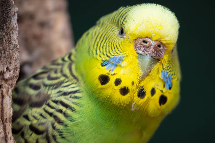 Portrait of a Budgerigar