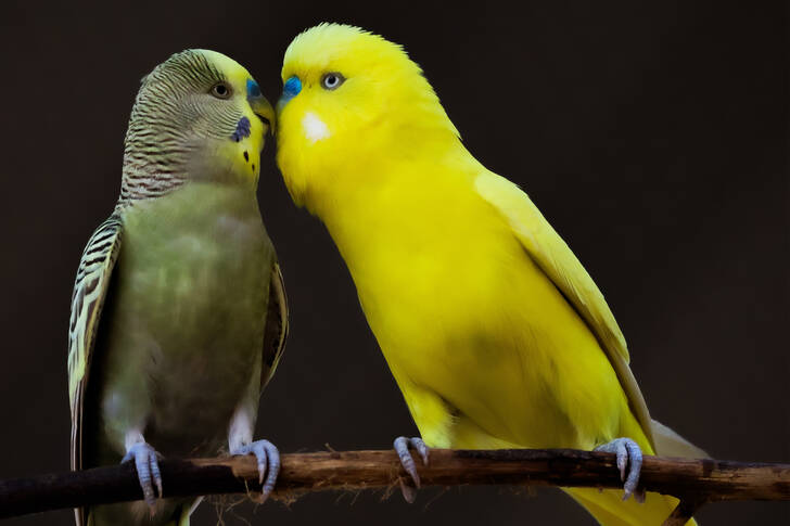 Kissing Parrots