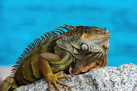 Iguana verde sulle rocce