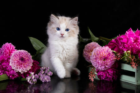 Kattunge med rosa blommor
