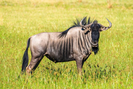 Wildebeest