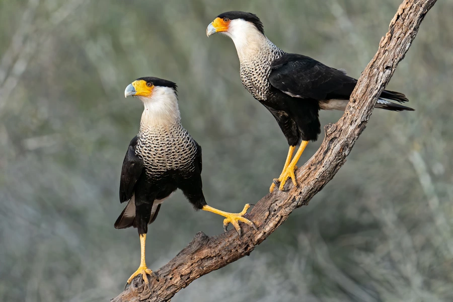 Noordelijke Kuifcaracara's