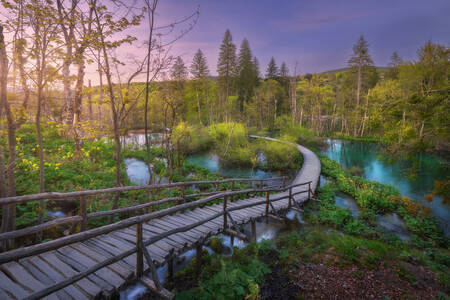 Wooden path in a green forest