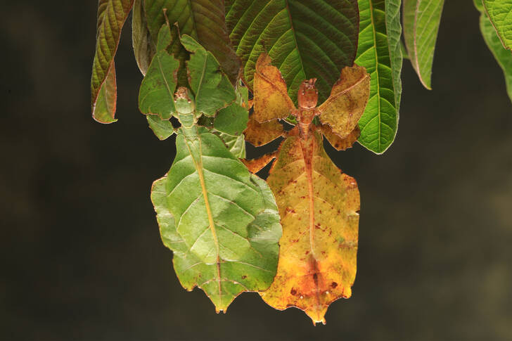 Leaf insects