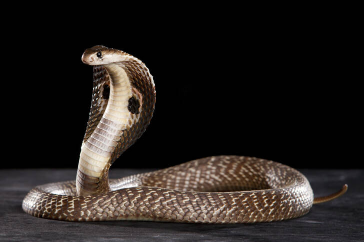 Indian cobra