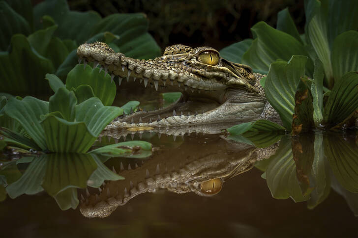 A young crocodile in the water