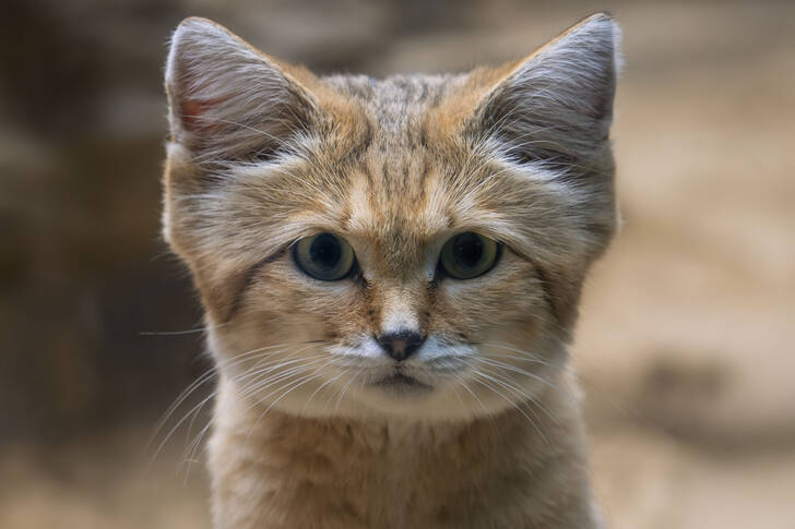 Sand cat
