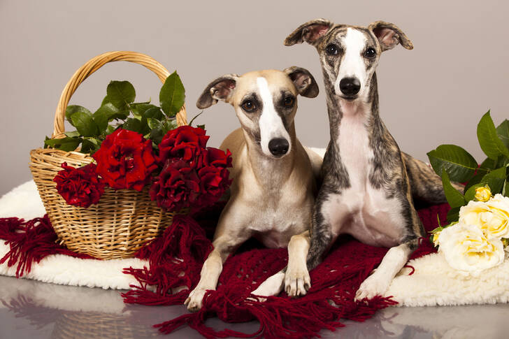 Whippets