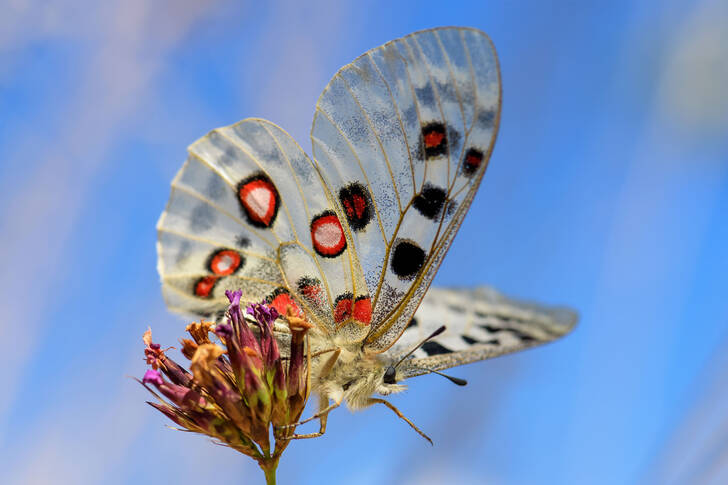 Butterfly against the blue sky