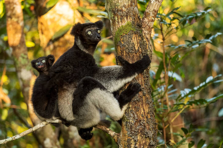 Indri na stromě