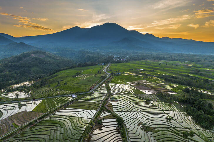 Risterrasser i Indonesien