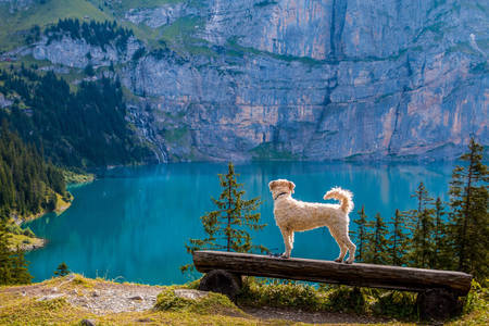 Dog near a mountain lake