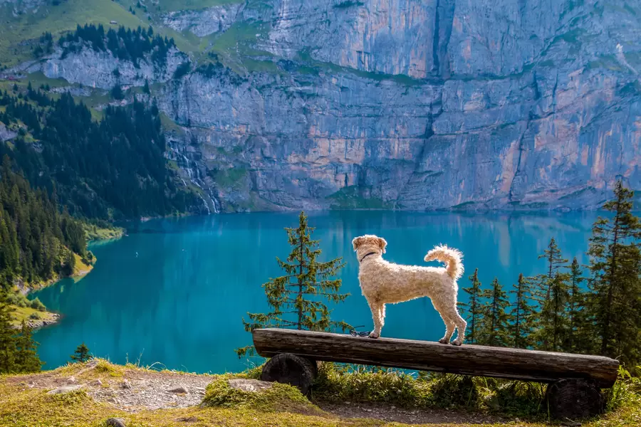 Hond dichtbij een bergmeer