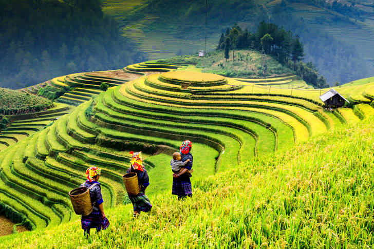 Harvest in rice fields