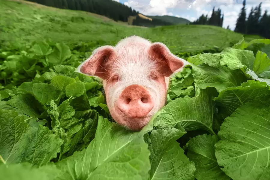 Porc haios