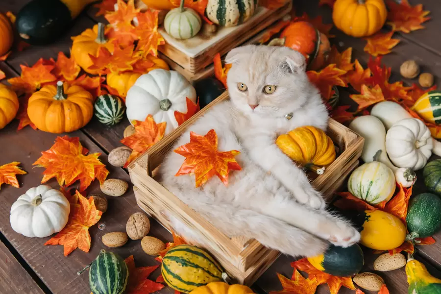 Kat en pompoen