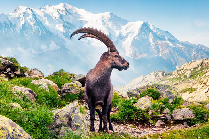 Альпійський гірський козел