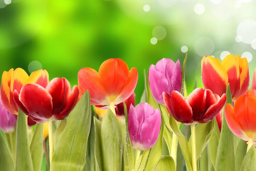 Tulpen