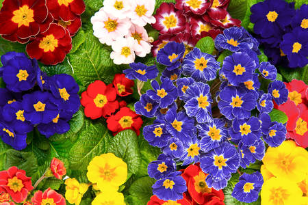 Colorful primroses