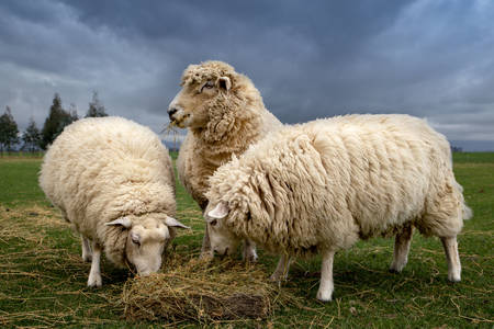 Les moutons mangent du foin