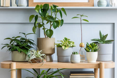 Houseplants on a wooden table