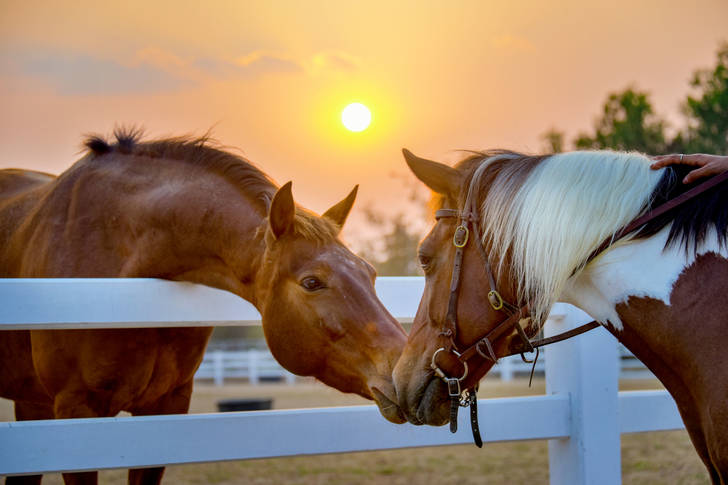 Horses on the background of the sunset