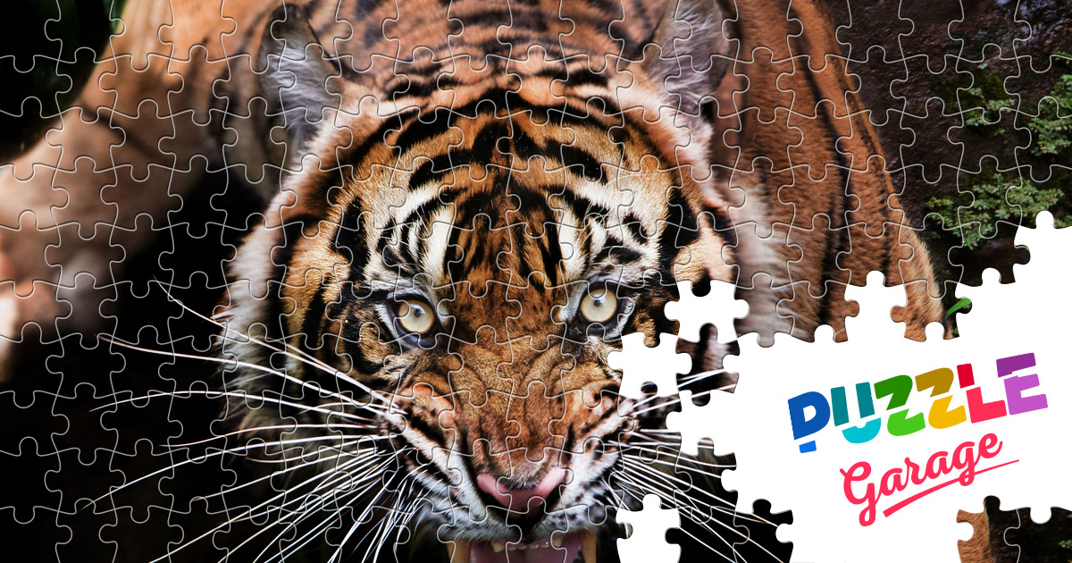 Ferocious Sumatran Tiger Jigsaw Puzzle (Animals, Mammals) | Puzzle Garage