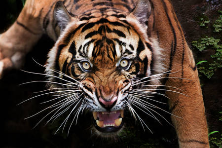 Woeste Sumatraanse tijger