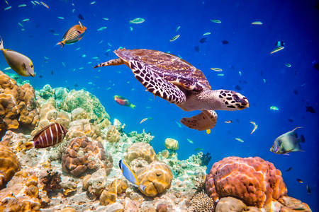 Maldivi pod vodom