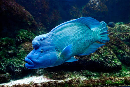Риба-наполеон