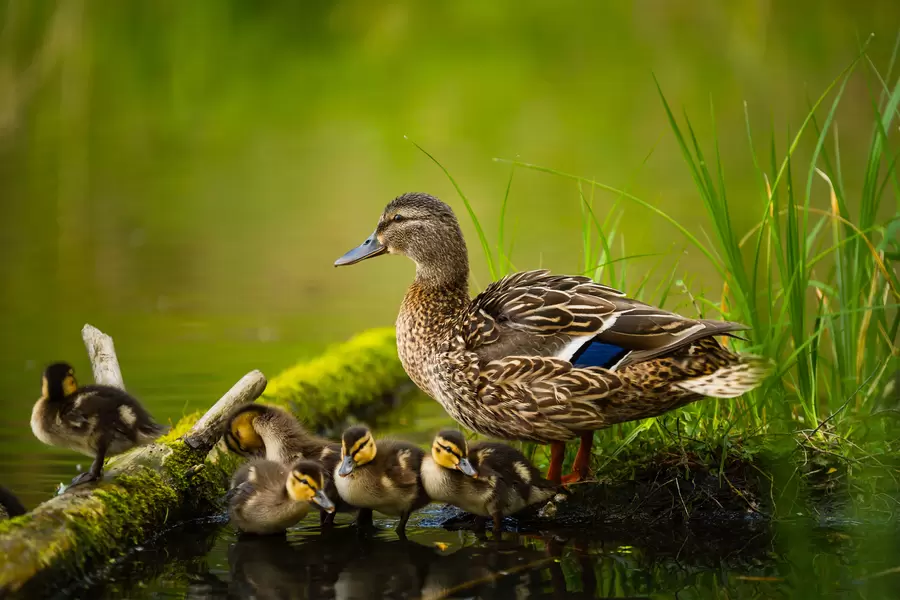Bebek dengan anak itik kecil
