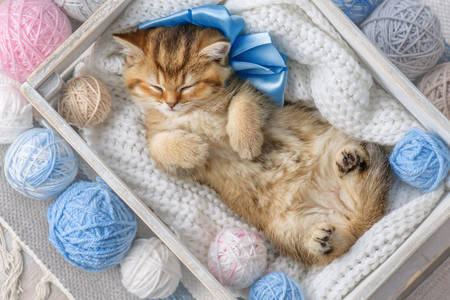 The kitten sleeps in balls of yarn