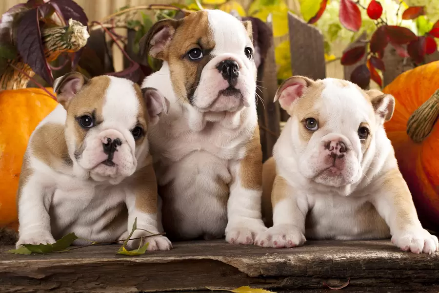 Cachorros de bulldog