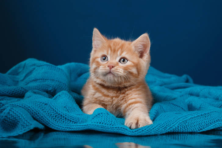 Ginger kitten on a blue background