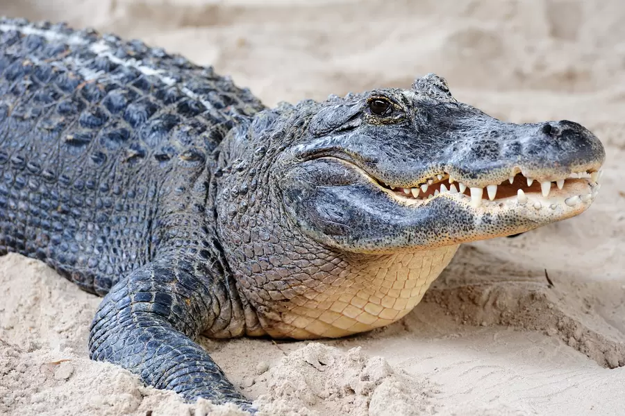 Krokodyl