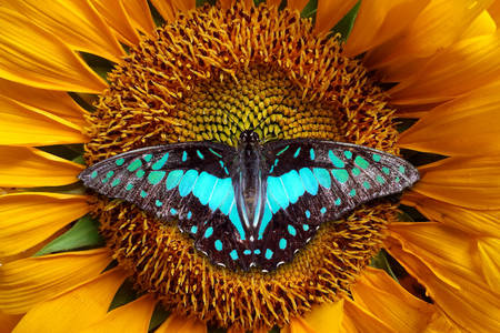 Vlinder op een zonnebloem