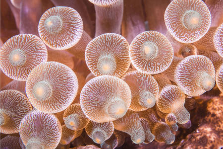 Bubble anemone