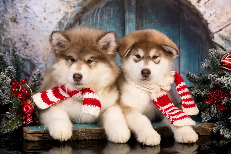 Malamute-pups