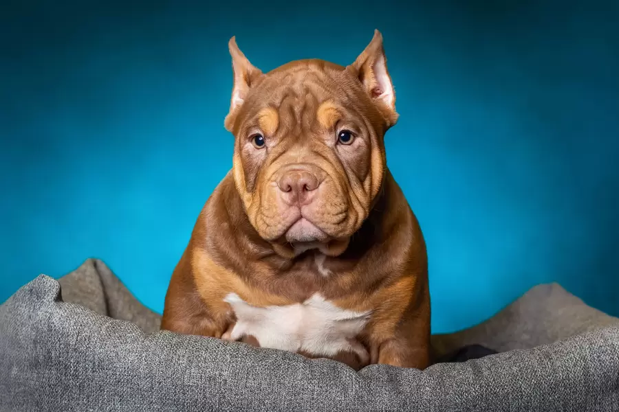 Amerykański Bully Puppy