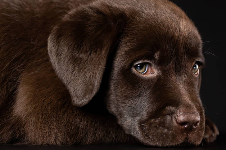 Chocolate labrador puppy