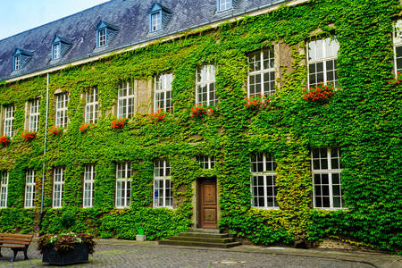 Ivy-covered house